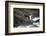 Alaska, Traitors Cove, Ketchikan. Black Bears Trying to Catch Salmon-Savanah Stewart-Framed Photographic Print