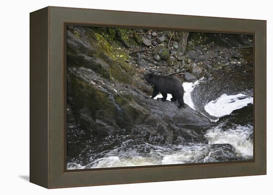 Alaska, Traitors Cove, Ketchikan. Black Bears Trying to Catch Salmon-Savanah Stewart-Framed Premier Image Canvas