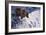 Alaskan Brown Bear, 2002-Joe Heaps Nelson-Framed Giclee Print