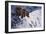 Alaskan Brown Bear, 2002-Joe Heaps Nelson-Framed Giclee Print