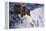 Alaskan Brown Bear, 2002-Joe Heaps Nelson-Framed Premier Image Canvas