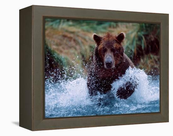 Alaskan Brown Bear in Katmai National Park, Alaska, USA-Charles Sleicher-Framed Premier Image Canvas