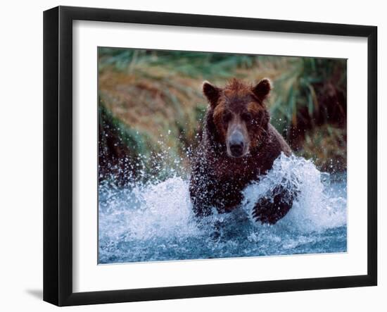 Alaskan Brown Bear in Katmai National Park, Alaska, USA-Charles Sleicher-Framed Photographic Print