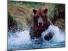 Alaskan Brown Bear in Katmai National Park, Alaska, USA-Charles Sleicher-Mounted Photographic Print