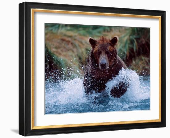 Alaskan Brown Bear in Katmai National Park, Alaska, USA-Charles Sleicher-Framed Photographic Print