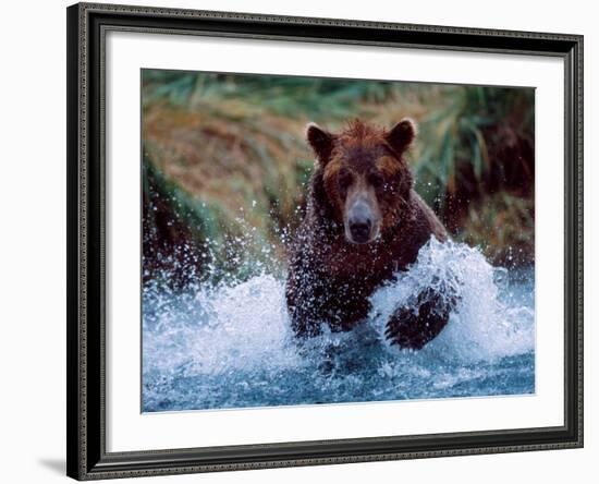 Alaskan Brown Bear in Katmai National Park, Alaska, USA-Charles Sleicher-Framed Photographic Print