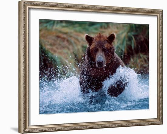 Alaskan Brown Bear in Katmai National Park, Alaska, USA-Charles Sleicher-Framed Photographic Print