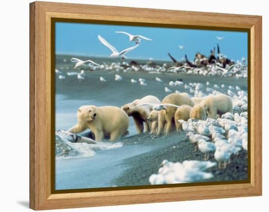 Alaskan Brown Bear Roars, McNeil River State Game Preserve, Alaska, USA-Howie Garber-Framed Premier Image Canvas