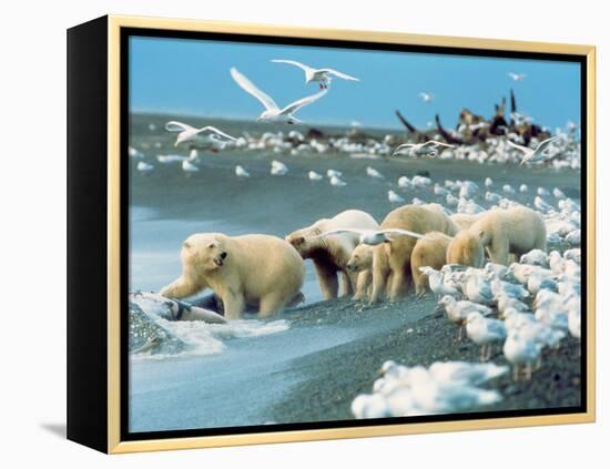 Alaskan Brown Bear Roars, McNeil River State Game Preserve, Alaska, USA-Howie Garber-Framed Premier Image Canvas