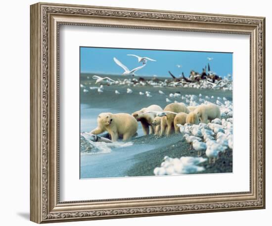 Alaskan Brown Bear Roars, McNeil River State Game Preserve, Alaska, USA-Howie Garber-Framed Photographic Print