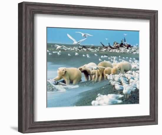 Alaskan Brown Bear Roars, McNeil River State Game Preserve, Alaska, USA-Howie Garber-Framed Photographic Print