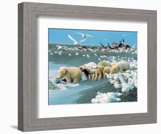 Alaskan Brown Bear Roars, McNeil River State Game Preserve, Alaska, USA-Howie Garber-Framed Photographic Print