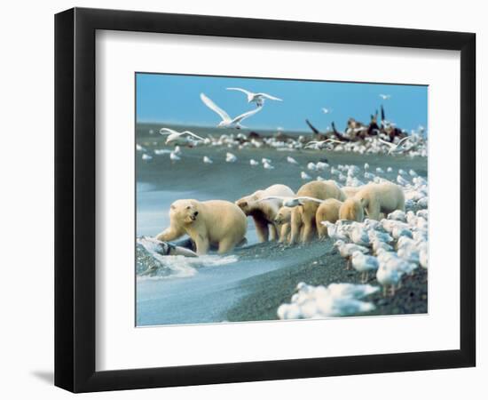 Alaskan Brown Bear Roars, McNeil River State Game Preserve, Alaska, USA-Howie Garber-Framed Photographic Print