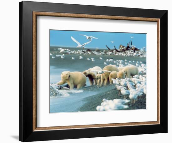 Alaskan Brown Bear Roars, McNeil River State Game Preserve, Alaska, USA-Howie Garber-Framed Photographic Print