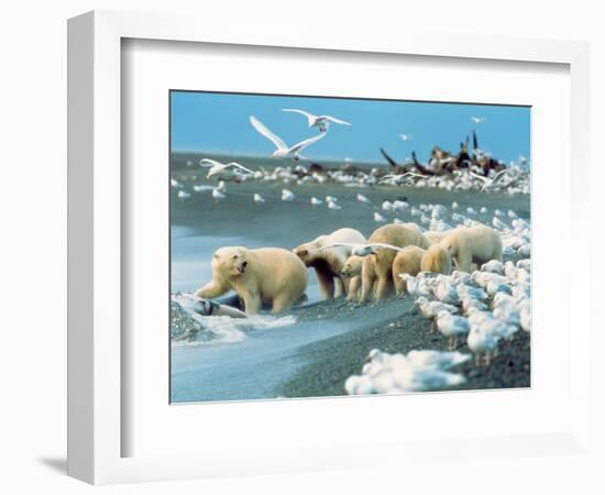 Alaskan Brown Bear Roars, McNeil River State Game Preserve, Alaska, USA-Howie Garber-Framed Photographic Print