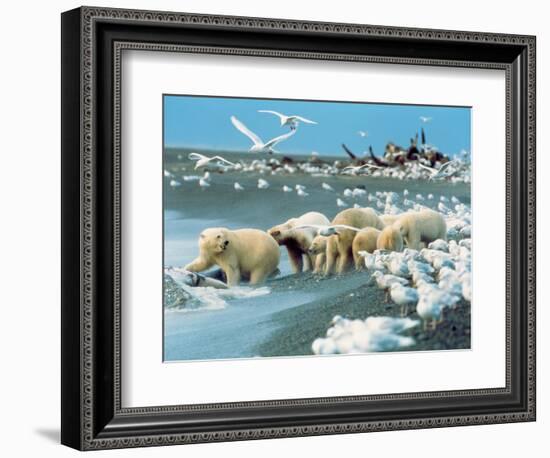 Alaskan Brown Bear Roars, McNeil River State Game Preserve, Alaska, USA-Howie Garber-Framed Photographic Print