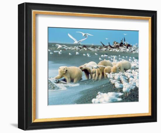 Alaskan Brown Bear Roars, McNeil River State Game Preserve, Alaska, USA-Howie Garber-Framed Photographic Print