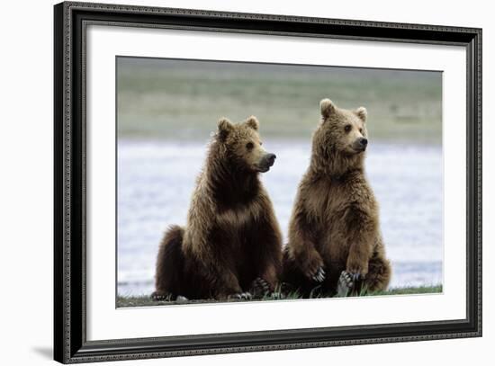 Alaskan Brown Bear Sub-Adults-null-Framed Photographic Print
