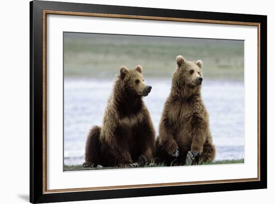 Alaskan Brown Bear Sub-Adults-null-Framed Photographic Print