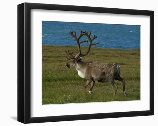 Alaskan Caribou-Charles Glover-Framed Giclee Print