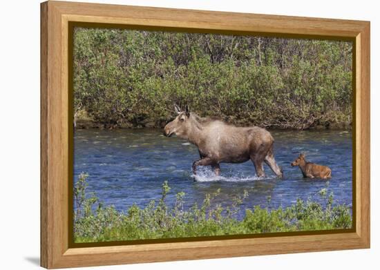 Alaskan Cow Moose with Young Calf-Ken Archer-Framed Premier Image Canvas