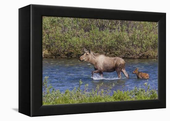 Alaskan Cow Moose with Young Calf-Ken Archer-Framed Premier Image Canvas