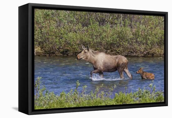 Alaskan Cow Moose with Young Calf-Ken Archer-Framed Premier Image Canvas