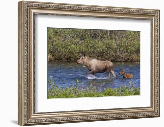 Alaskan Cow Moose with Young Calf-Ken Archer-Framed Photographic Print