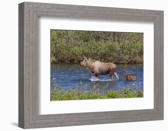 Alaskan Cow Moose with Young Calf-Ken Archer-Framed Photographic Print