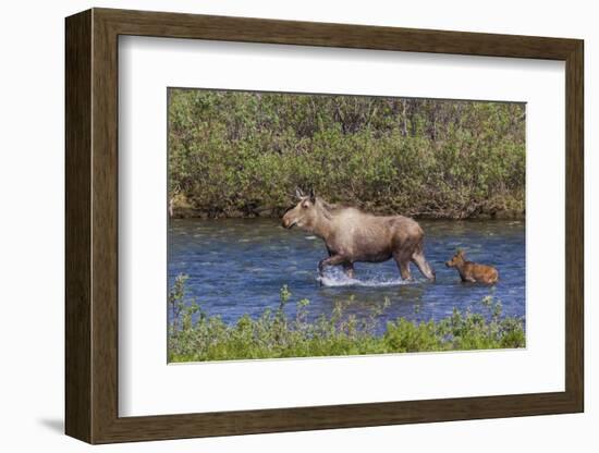 Alaskan Cow Moose with Young Calf-Ken Archer-Framed Photographic Print