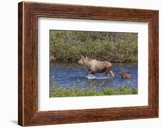 Alaskan Cow Moose with Young Calf-Ken Archer-Framed Photographic Print