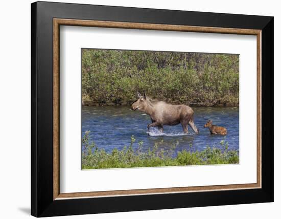 Alaskan Cow Moose with Young Calf-Ken Archer-Framed Photographic Print