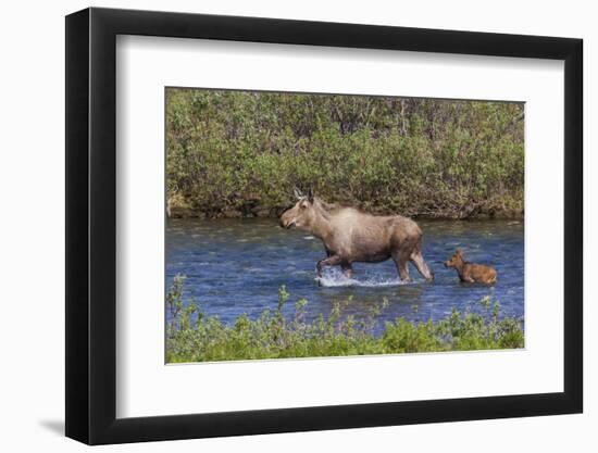 Alaskan Cow Moose with Young Calf-Ken Archer-Framed Photographic Print