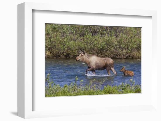 Alaskan Cow Moose with Young Calf-Ken Archer-Framed Photographic Print