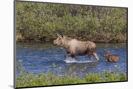 Alaskan Cow Moose with Young Calf-Ken Archer-Mounted Photographic Print