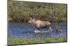 Alaskan Cow Moose with Young Calf-Ken Archer-Mounted Photographic Print