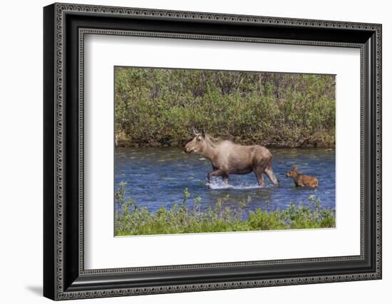 Alaskan Cow Moose with Young Calf-Ken Archer-Framed Photographic Print