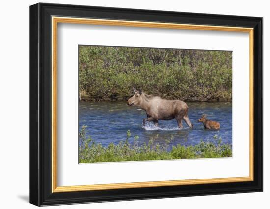 Alaskan Cow Moose with Young Calf-Ken Archer-Framed Photographic Print