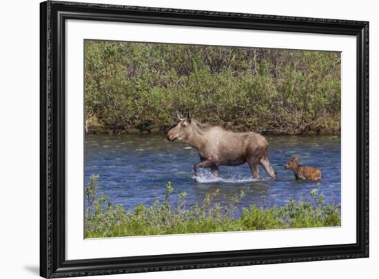 Alaskan Cow Moose with Young Calf-Ken Archer-Framed Premium Photographic Print