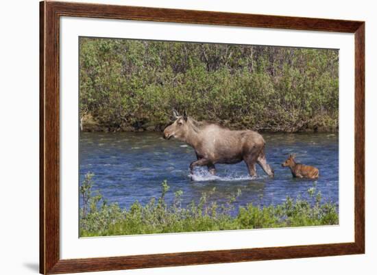 Alaskan Cow Moose with Young Calf-Ken Archer-Framed Premium Photographic Print