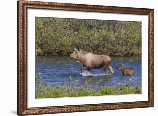 Alaskan Cow Moose with Young Calf-Ken Archer-Framed Premium Photographic Print