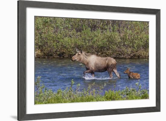 Alaskan Cow Moose with Young Calf-Ken Archer-Framed Premium Photographic Print