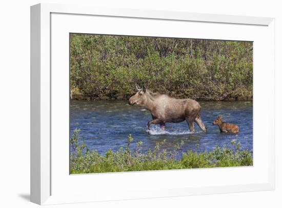 Alaskan Cow Moose with Young Calf-Ken Archer-Framed Premium Photographic Print