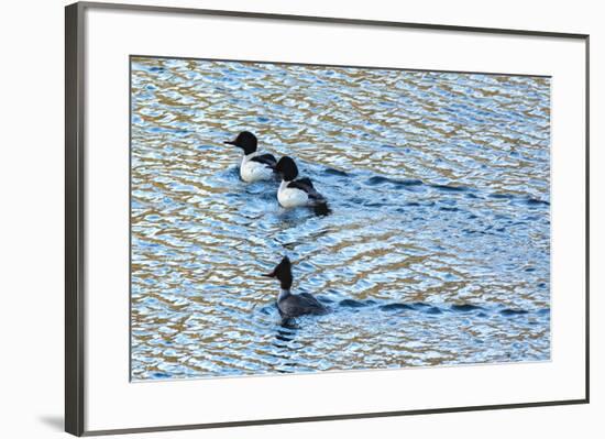 Alaskan Ducks-Brenda Petrella Photography LLC-Framed Giclee Print