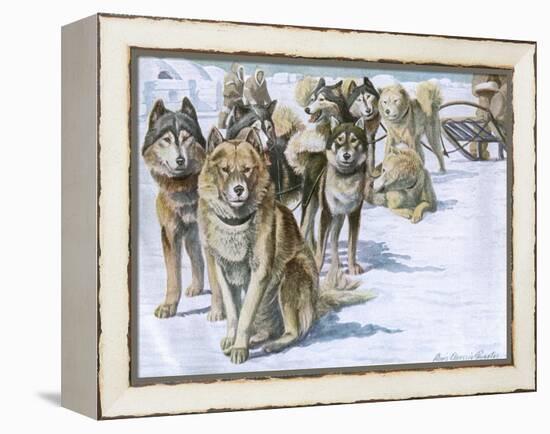 Alaskan Eskimo Dogs-null-Framed Stretched Canvas