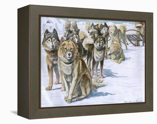 Alaskan Eskimo Dogs-null-Framed Stretched Canvas