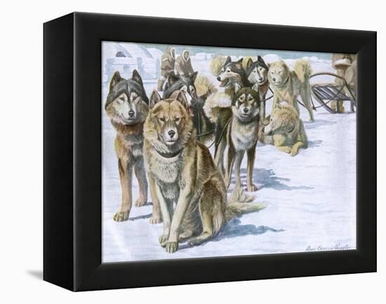 Alaskan Eskimo Dogs-null-Framed Stretched Canvas