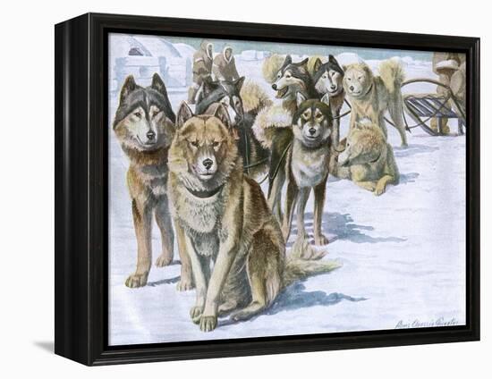 Alaskan Eskimo Dogs-null-Framed Stretched Canvas