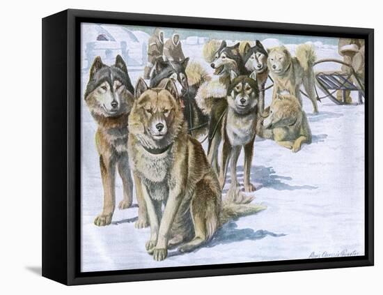 Alaskan Eskimo Dogs-null-Framed Stretched Canvas