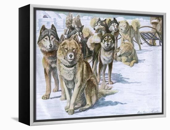 Alaskan Eskimo Dogs-null-Framed Stretched Canvas